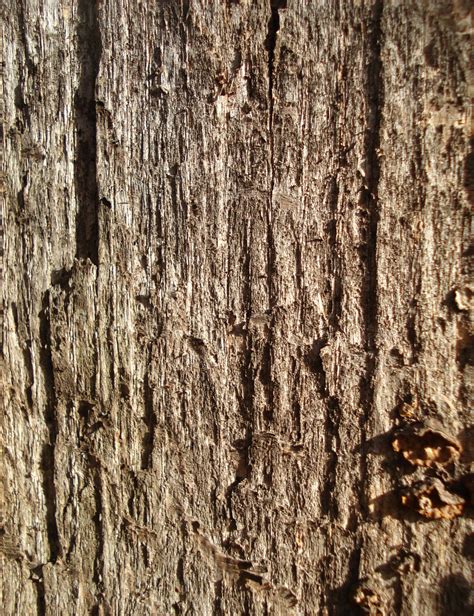 Fotos Gratis Rbol Naturaleza Bosque Rama Textura Hoja El