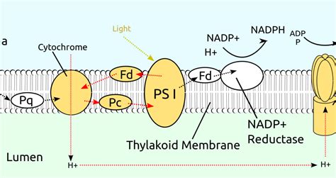 Cyclic photophosphorylation and non Cyclic photophosphorylation