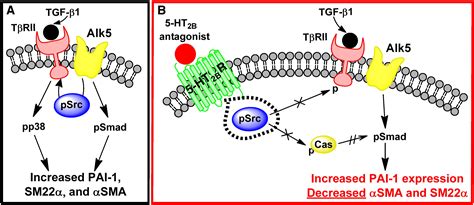 5 HT2B antagonism arrests non canonical TGF β1 induced valvular