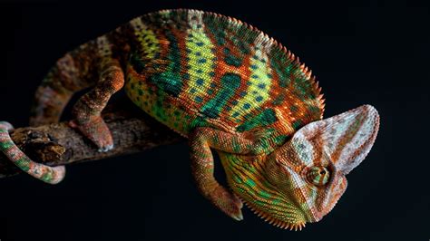 Green And Brown Chameleon Nature Animals Chameleons Colorful Hd