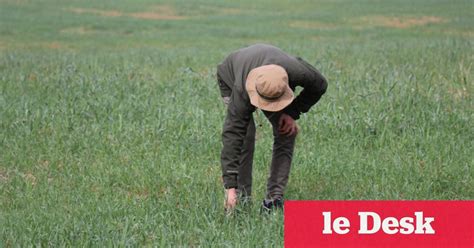 Impact Positif Des Derni Res Pluies Sur La Campagne Agricole Dans La