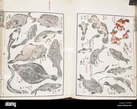 Japanese sketches of fish and sea creatures. . Hokusai manga. 19th ...