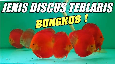 Discus Terlaris Cek Harga Discus Terbaru Termurah Erwin Main Ikan