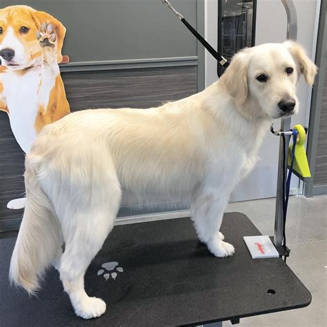 Golden Retriever Haircut Before And After