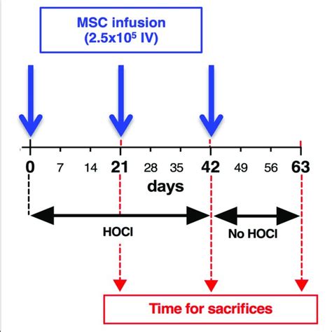 Development Of Skin Fibrosis In HOCl Mice A Skin Thickness From