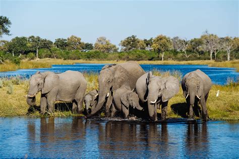 Witness huge herds of Elephants in Chobe | Timbuktu Travel