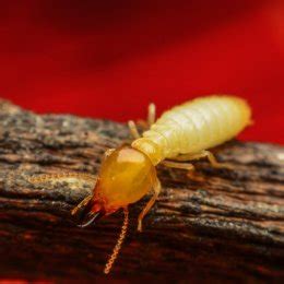 Winged termites Stock Photos, Royalty Free Winged termites Images ...