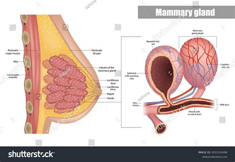 女性の乳房側面の解剖図 乳腺の乳管と小葉の構造乳腺肺胞と筋上皮細胞乳汁産生器官のベクター画像素材ロイヤリティフリー