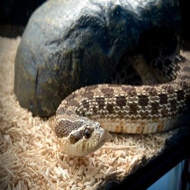 How To Care For Hognose Snake? Care Sheet – REPTI ZOO