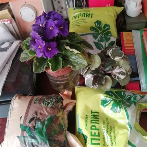 Белые камушки в грунте для цветов что это