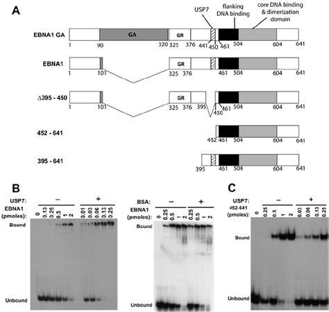 EBNA1 Binding To DNA Is Stimulated By USP7 A Schematic Representation