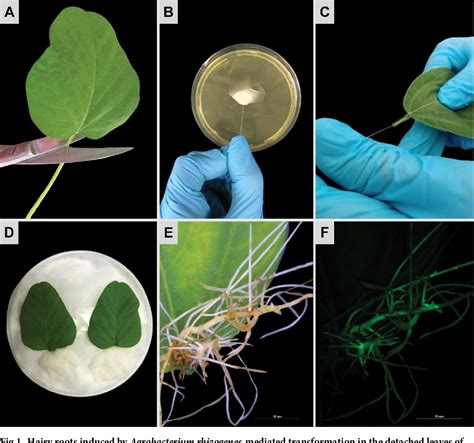 Pdf A Novel Soybean Hairy Root System For Gene Functional Validation