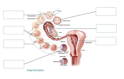 human embryonic development labeling Diagram | Quizlet 