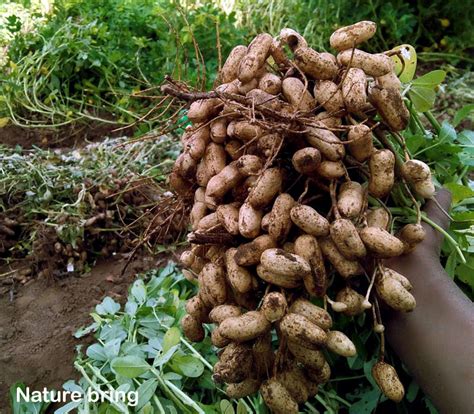 Peanuts Grow Peanut Plant Picture All About Growing Peanuts Organic Gardening Mother Earth