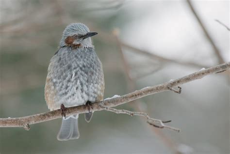 Bird Watching Café, Hokkaido – Birding and Dining at the same time at ...