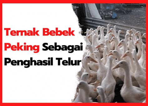 Harga Bebek Peking Per Ekor Archives Hobi Ternak