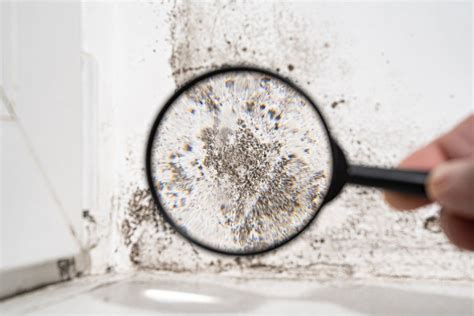 Mold Prevention Tips For Your Home