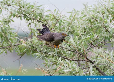 Common Cuckoo Cuculus Canorus in the Wild Stock Photo - Image of ...