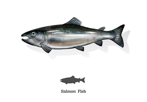 Premium Vector Salmon Fish Watercolor Sketch Line Art Vector