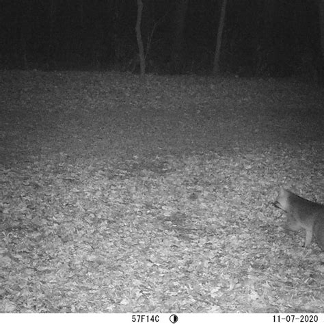 Tree Climbing in Gray Foxes – Cowling Arboretum – Carleton College