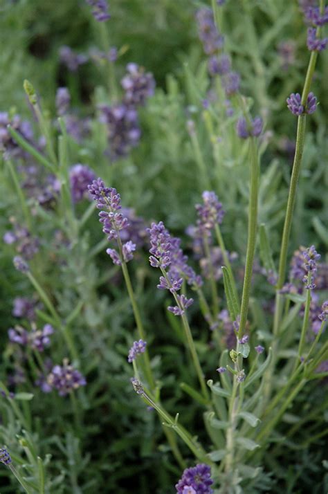 Scent Early Blue Lavender Lavandula Angustifolia Syngablusc In