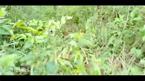 Libog Videos XVIDEOS