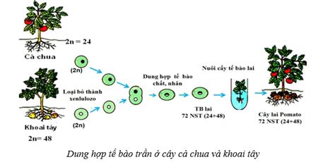 Lý Thuyết Sinh Học 10 Bài 16 Cánh Diều Công Nghệ Tế Bào