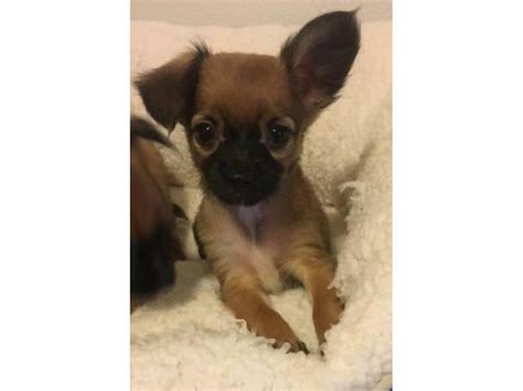 Adorable Pomchi puppies Oahu - Puppies for Sale Near Me