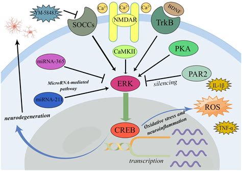 Frontiers Mechanism Of Erk Creb Pathway In Pain And Analgesia