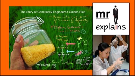 Mr I Explains The Story Of Genetically Engineered Golden Rice Youtube