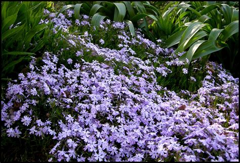 EMERALD BLUE CREEPING PHLOX – Hinsdale Nurseries – Welcome to Hinsdale