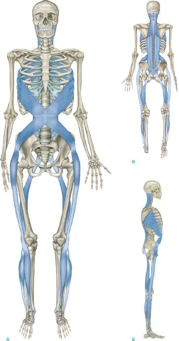 Líneas Fasciales Su Implicación En La Postura Y Movimiento