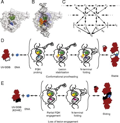 Single Molecule Analysis Reveals Human Uv Damaged Dna Binding Protein