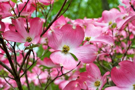 Cornus Florida O Corniolo Da Fiore Variet E Coltivazione