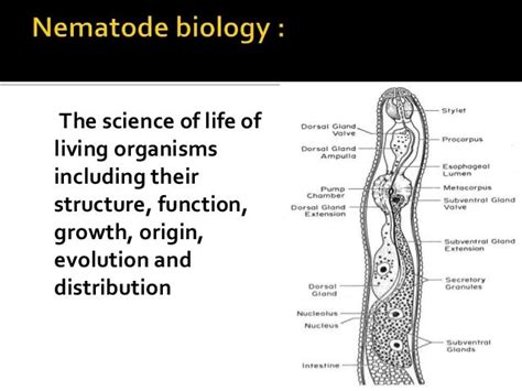 Nematology Nematode Biologyecology