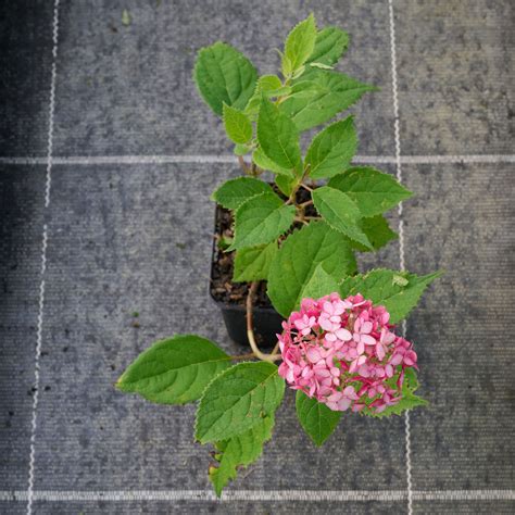 Schneeball Hortensie Ruby Annabelle Hydrangea Arborescens Ruby