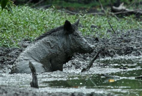 Feral Hogs Cause Environmental Agricultural Woes In Louisiana Outdoorhub