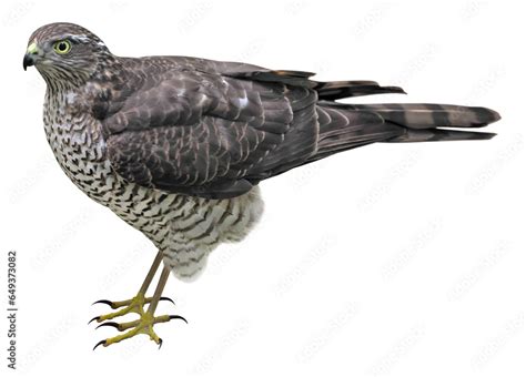 Female Of Eurasian Sparrowhawk Accipiter Nisus Png Isolated On