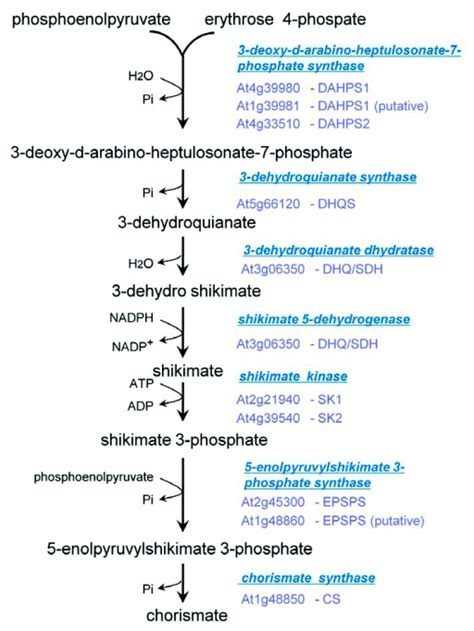 The Biosynthetic Pathways For Shikimate And Aromatic Amino Acids In