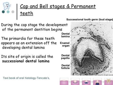 Development of primary and secondary dentition