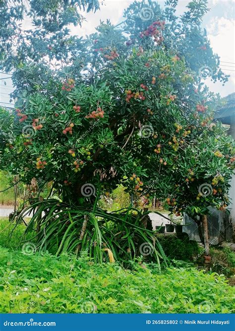 Rambutan Fruit Is A Fruit That Grows In Tropical Countries Stock Photo