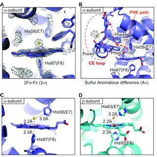 PDF Structural And Mechanistic Insights Into Hemoglobin Catalyzed