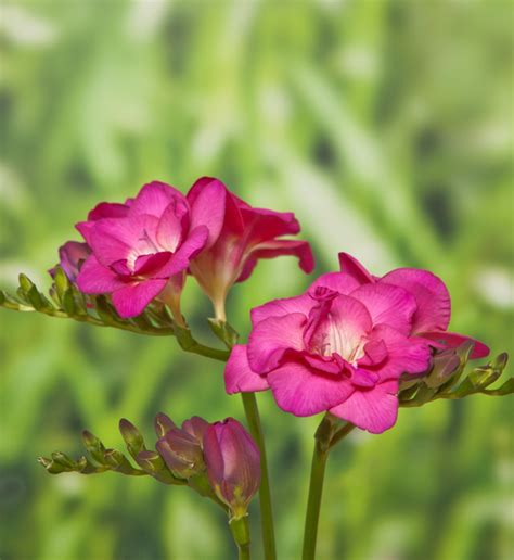 Freesia Hybrida Freesia Hybrida Royal Crown Rose Evanthia