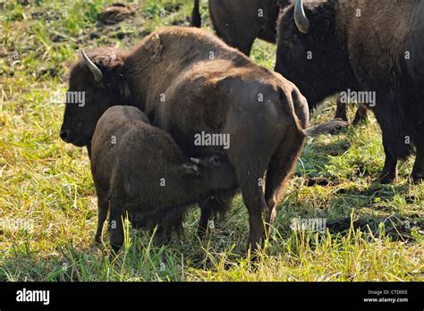 American Bison (Bison bison) Cow and calf, Yellowstone National Park ...