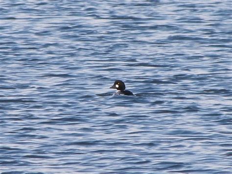 Common Goldeneye At El Paso Sewage Treatment Center Flickr