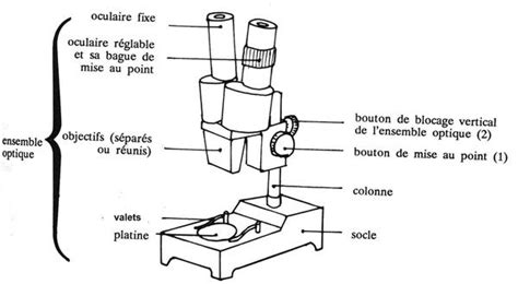 Meilleur Pour Dessin Svt Loupe Dessin Ideas