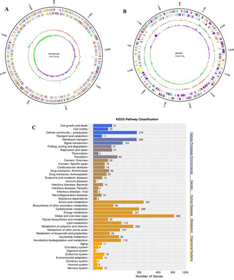 A Chromosome Of P Salicylatoxidans CGMCC 1 17248 B Plasmid Of P