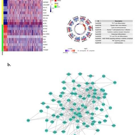 Identification And Pathway Enrichment Analysis Of Differential Genes