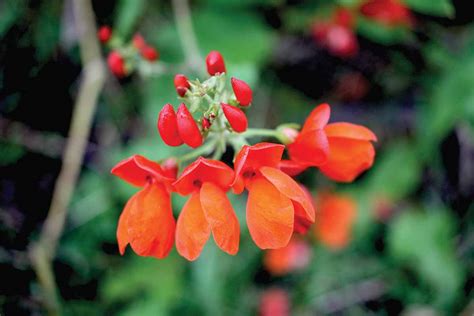 How To Plant And Grow Scarlet Runner Beans Gardeners Path