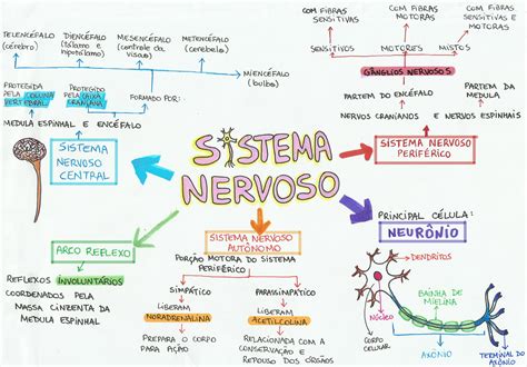 Mapa Conceitual Sistema Nervoso Central Braincp